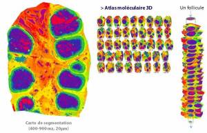 imagerie moléculaire 3D ovaire brebis