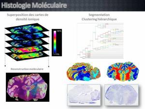 imagerie moléculaire-histologie moléculaire