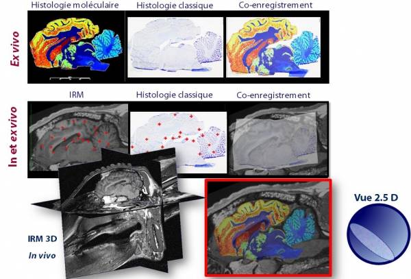 imagerie multimodale MRI MSI cerveau de brebis 2